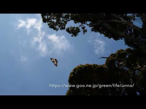 ベンゲットアゲハの飛翔