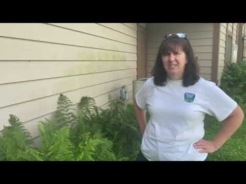 Trailside Treasures 3 - Tree Frogs