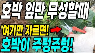 호박잎만 무성할때 여기만 자르면 호박이 주렁주렁! 원없이 수확 대박!