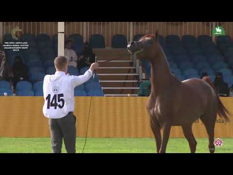 N 145 TARFAH ATHBAH   KAAHC 2019   Mares 4 6 Years Old Class 4A