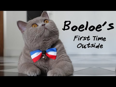 British Shorthair Kitten - First Time Outside in Harness