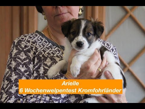 download lagu mp3 mp4 Kromfohrlnder Rauhaar Welpen, download lagu Kromfohrlnder Rauhaar Welpen gratis, unduh video klip Kromfohrlnder Rauhaar Welpen