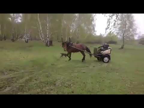 vidmo org Surovyjj drift na loshadi 640
