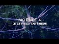 Anatomie du cerveau antérieur : cortex, ganglions de la base et diencéphale