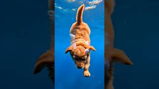 Dynamic Underwater Diving Retriever AI Prompt