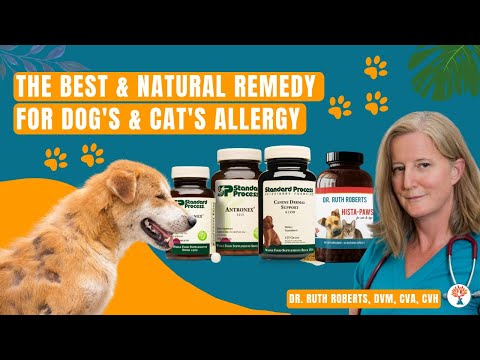 The Best Natural Allergy Supplements for Cats & Dogs | Holistic Vet Recommended