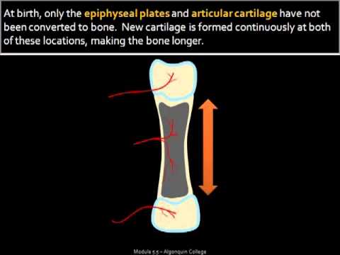 Bone Formation Growth