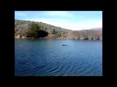 Amazing Lake Monster Footage "Champ?"