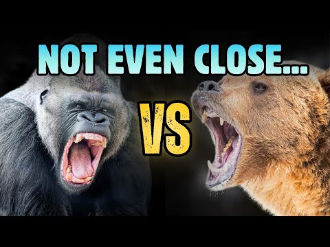 Silverback Gorilla VS Grizzly Bear — Ending This Debate