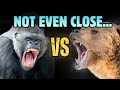 Silverback Gorilla VS Grizzly Bear Ending This Debate