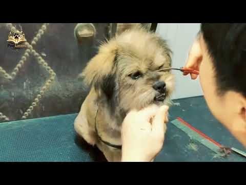 He Ate Trash to Survive… Now He’s the Most Loved Dog in the House