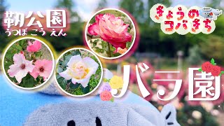 きょうのコバきち 【靱公園】バラ園にはいろんなバラが咲いているよ！