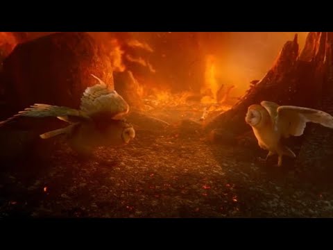 Soren vs Kludd (Full Fight Scene)