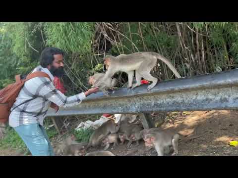 Balachandra VANARA SEVA 3 place Mylapura hanuman Temple 