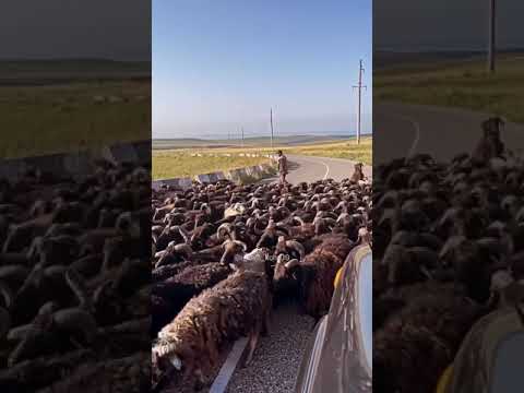 , title : 'Карачаевская порода овец 🏔'