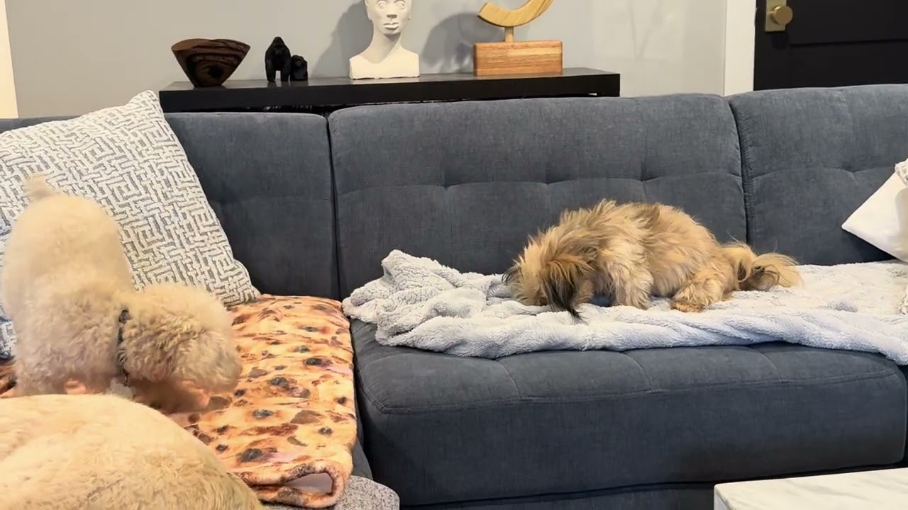 Enlarge Summer - 6 lb poodle, a Adopted Poodle (Toy) in Alexandria, VA video 4/4