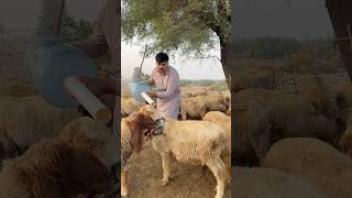 Bholi mom 