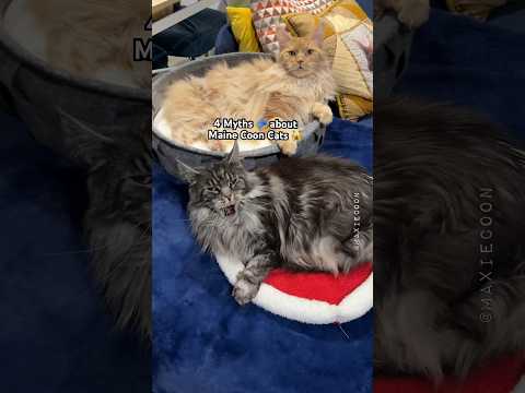 4 Myths about Maine Coon cats 🐱 #catfacts #mainecoon #learnonyoutube