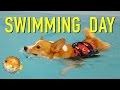 SWIMMING DAY Topi The Corgi