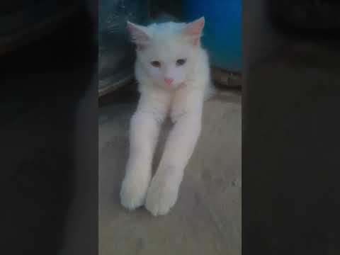 Turkish Angora kitten cat