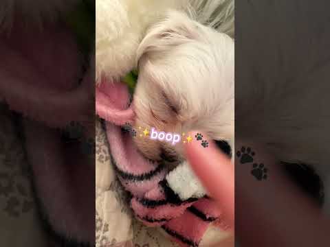 all dog must be BOOPED 🐾✨ #puppy #dog #cute #fypシ #video #shortsvideo #aesthetic