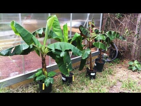 , title : 'How To Grow And Care Banana Trees in Pot Or Containers - Gardening Tips'