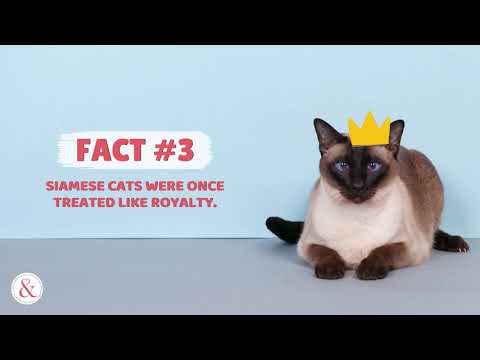 Facts about Siamese Cats—Only Real Fans Know | Mittens and Max