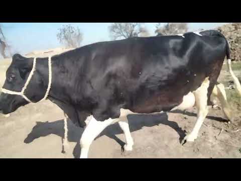 freezing cross cow #taqwa Panjab TV youtop Pakistan*03012888250