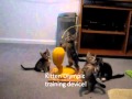 Cute Kittens. Funny things they do. You will laugh ...