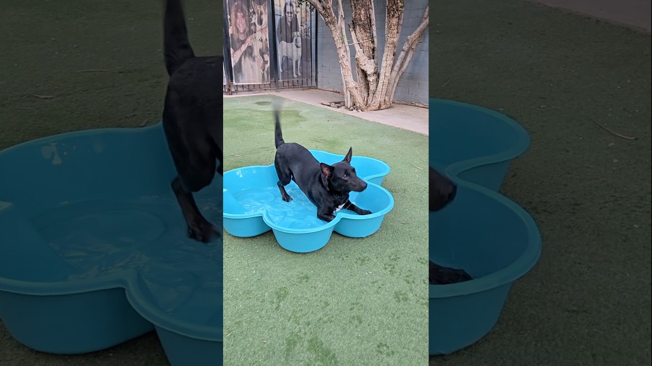Enlarge Sade, a ADOPTABLE mixed breed in Phoenix, AZ video 3/3