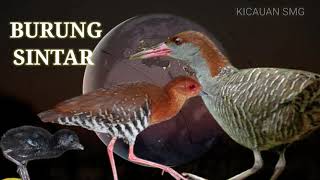 Download lagu BURUNG SINTAR MALAM AMPUH 100% mp3 Download lagu BURUNG SINTAR MALAM AMPUH 100% mp3