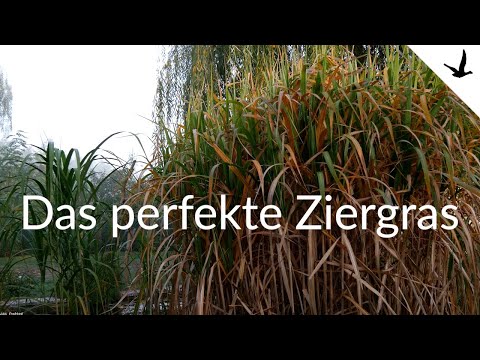 Das perfekte Ziergras - Chinaschilf✅3 Methoden zum schneiden - düngen - pflegen.