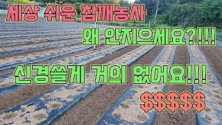 농사 짓기 쉬운 참깨농사!!!! 수익도 엄청 좋아요~