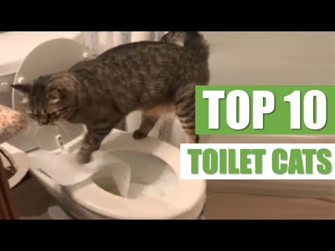 TOP 10 TOILET CATS