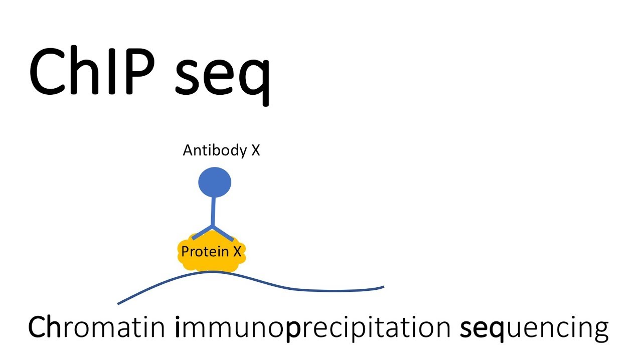 ChIP seq - Chromatin Immunoprecipitation sequencing