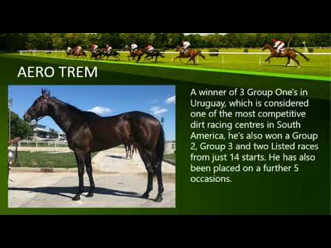 AERO TREM - Racing and Breeding Club