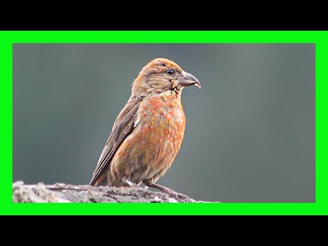 Red Crossbill Bird Song, Sound, Call, Chirp, Melody - Piquituerto Común Canto - Loxia Curvirostra
