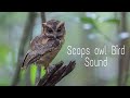 Scops Owl Bird Sound
