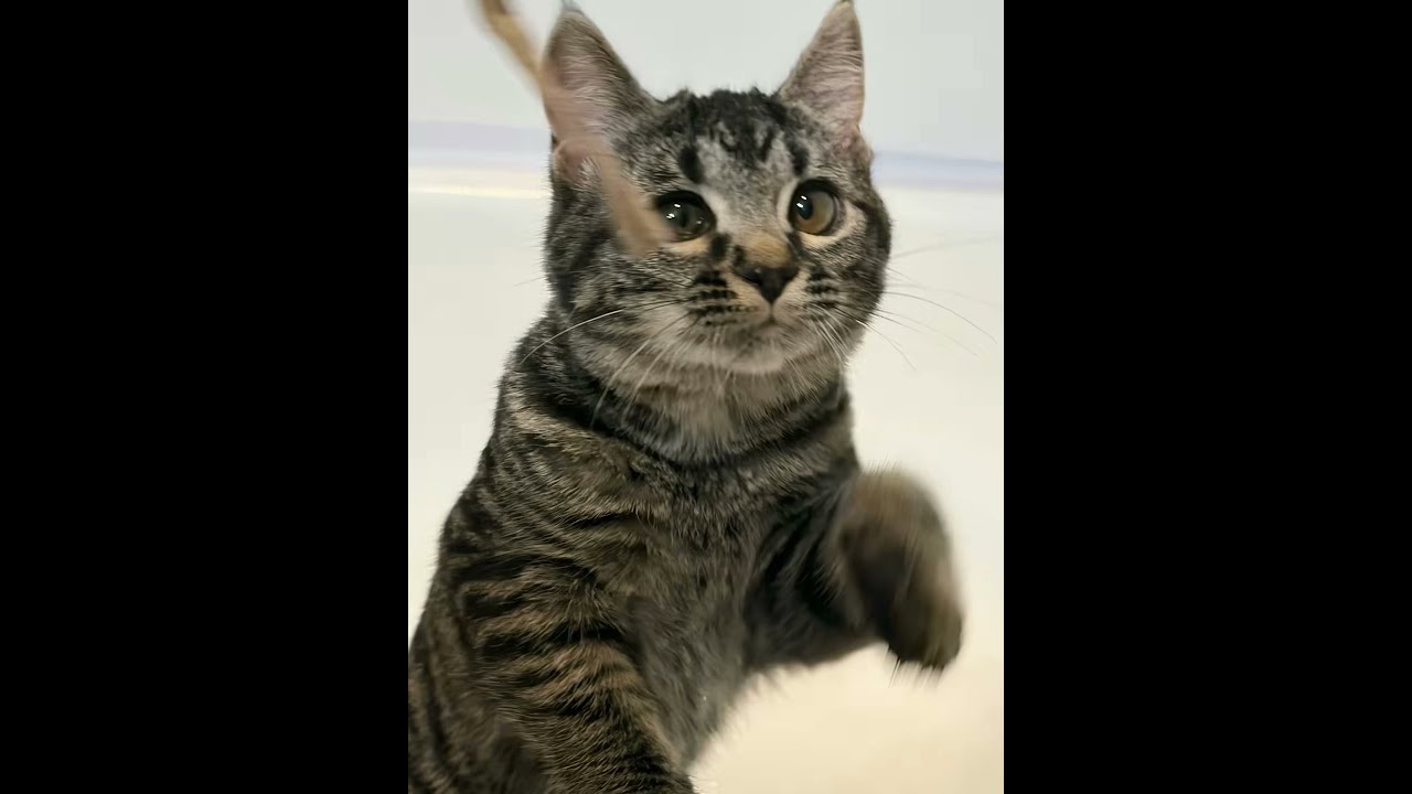 Enlarge Samantha, a Adoptable Domestic Short Hair in Renton , WA video 4/5