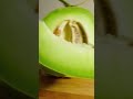 Panen melon ナギサはメロンを収穫した。 #fruit #food#nagisa_arcinia #melon