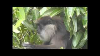 preview picture of video 'Sri Lankan Monkey (Hali Wandura)'