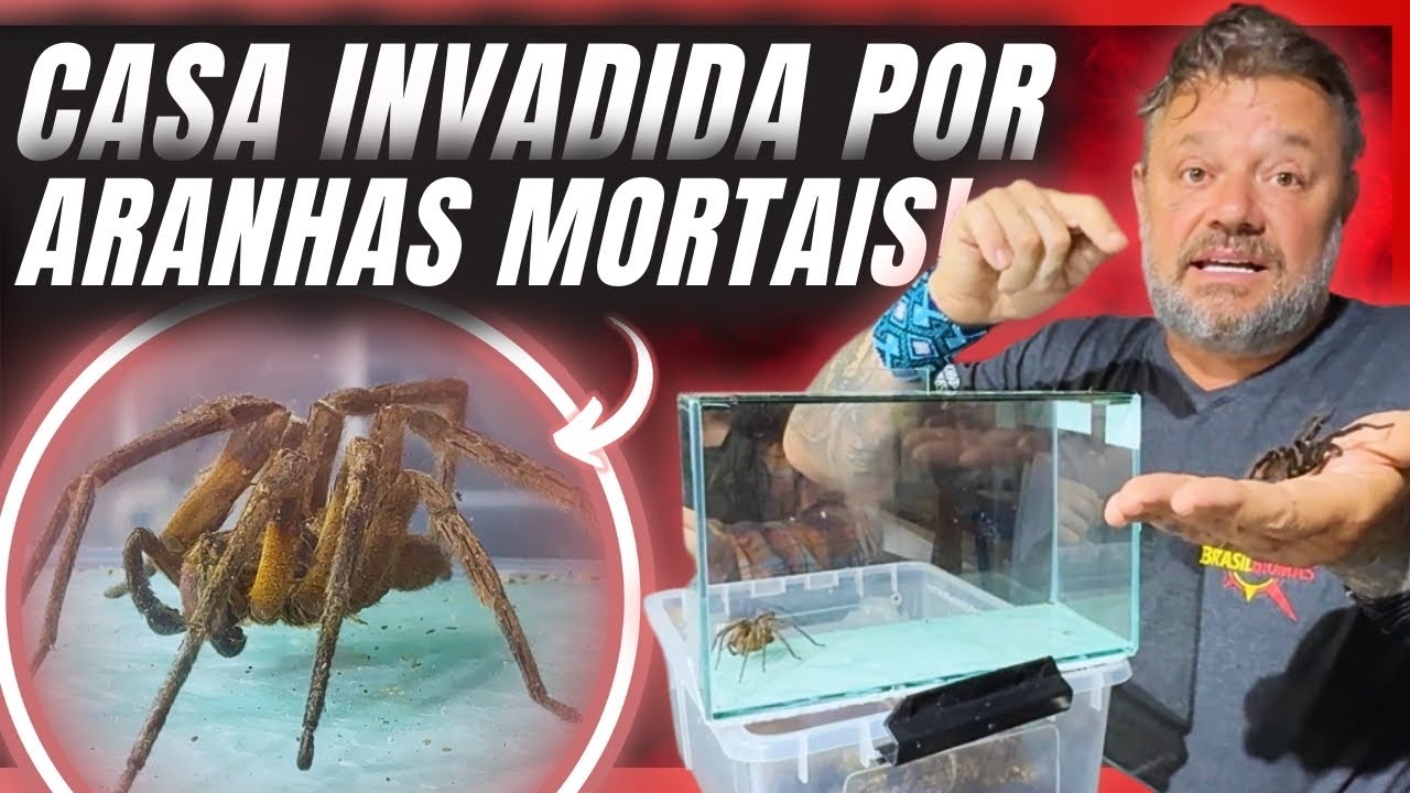 WILD MAN SPIDER: WE FOUND THE MOST VENOMOUS IN THE WORLD HERE AT HOME! 😱🕷️