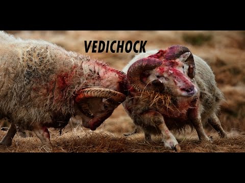 Animal Real Fighting Sheep - vedichock a research for Lhapsangkarpo Film