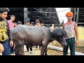 18 May 2025 LIVE SAUDAD DEONAR GOAT MANDIR LATEST UPDATE DEONAR GOAT MANDIR WILL NEVER BE OPENED