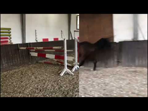 Stall Distel, Stute von Stakkato Gold x Numero Uno