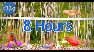 TV for Cats 😻8 Hours of Birds 🐦 Uninterrupted CatTV Episode 114