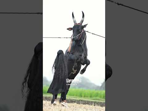 வீர மங்கை 🔥🤬 - கருப்பன் | #jallikattu #kangayam #salem #soundarungalnanban