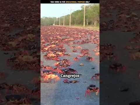 The life of a red crab is very sad🦀 #ytshorts #shorts #vidcon #shortyz #dropalert