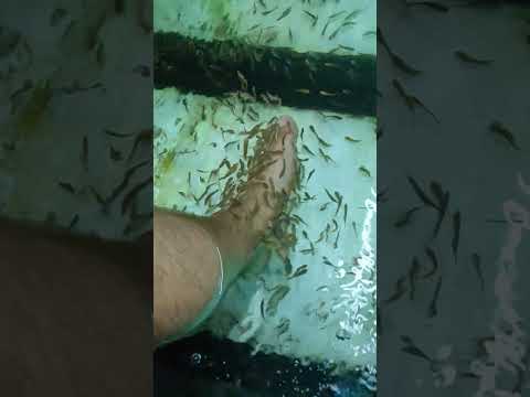 Thailand, Pattaya, ประเทศไทย, เมืองพัทยา, fish-spa, massage