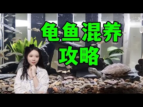 龜魚混養